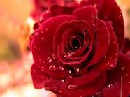 red rose gift