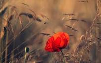 red rose gift