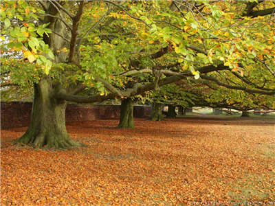 Ormai è autunno