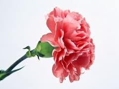 PINK CARNATION