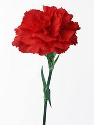 RED CARNATION