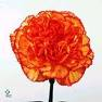 ORANGE CARNATION
