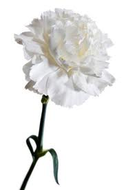 WHITE CARNATION