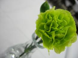 GREEN CARNATION