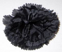 BLACK CARNATION