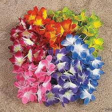 RAINBOW CARNATION