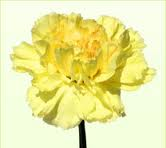 YELLOW CARNATION