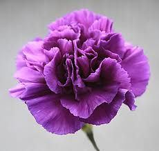 PURPLE CARNATION