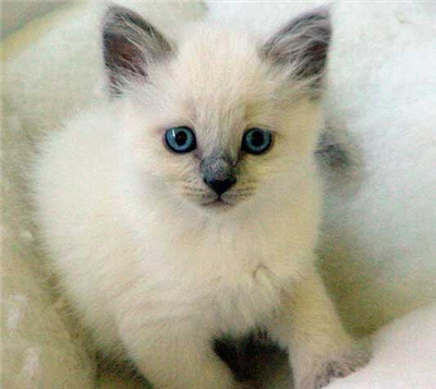 Gatito