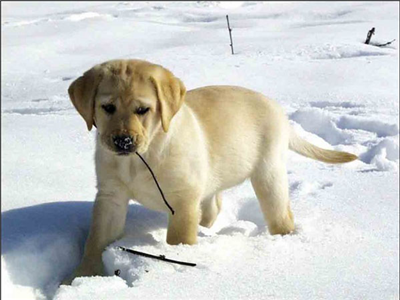 Cachorro