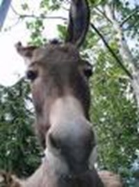 Hangi Hayvansın?