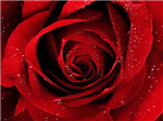 Anonymous Valentines Gifts