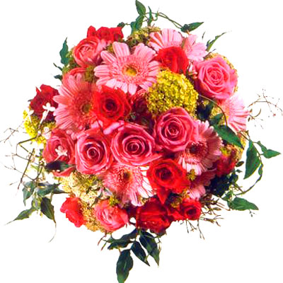 Paradise found Roses