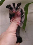 Animal Gifts