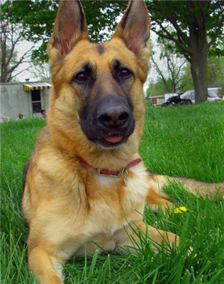 Dog