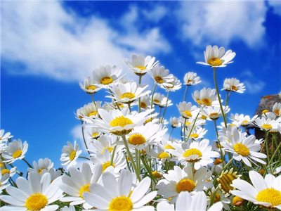 daisy