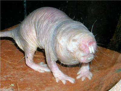 Hässlich