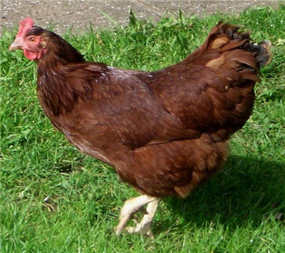 K. Tavuk