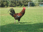 Horozkent