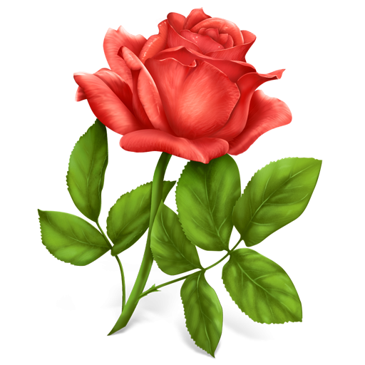 Red Rose