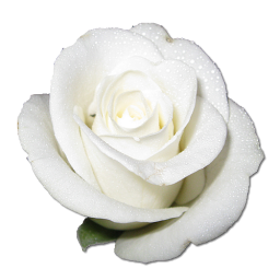 White Rose