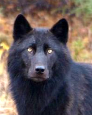 The Black Wolf Discorvery 