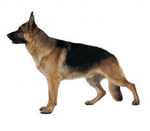 Beleşe Köpek Hediye Gönderim