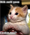 Lolcatz! Xd