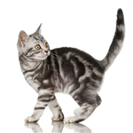 The Gift Of Cats