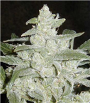 Marijuana Gifts