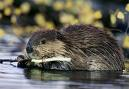 Beaver