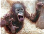 Funky Monkeys