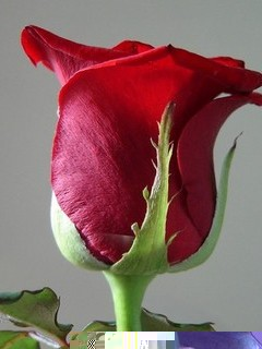 rose