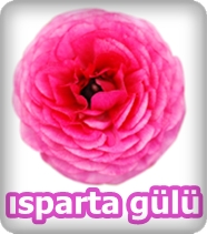 Isparta Gülü