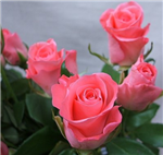 Have A Nice Day