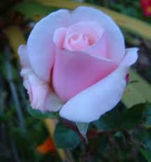 HAVE A NİCE DAY