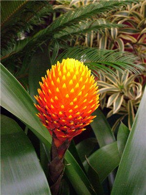 nice flower