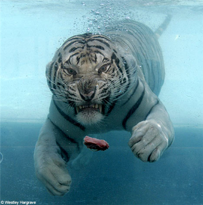 tiger