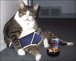 fat unwanted cat