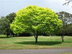 A tree!