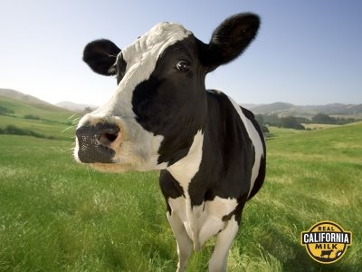 California Cow.