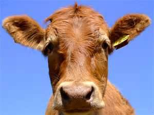 A cow!