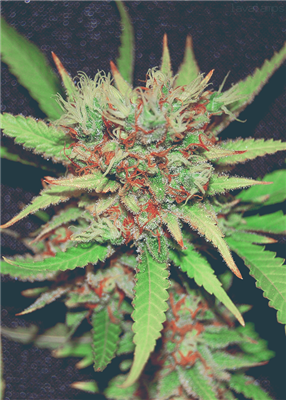 Bush
