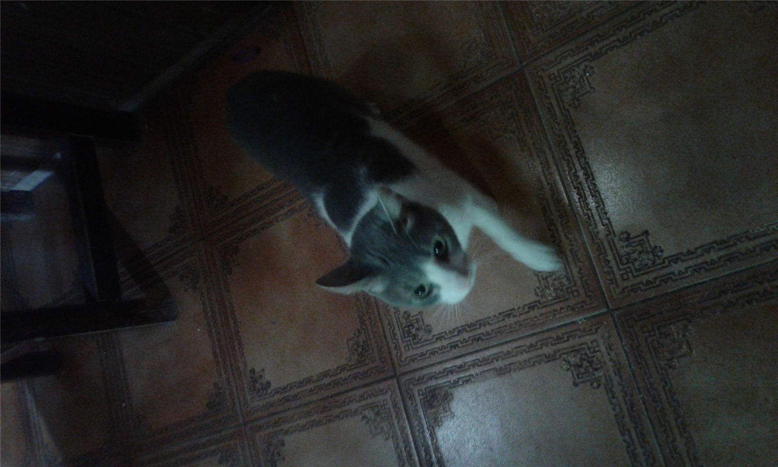 Que Animal Eres?