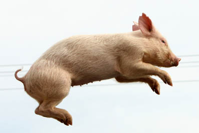 Renard Ou Cochon ?