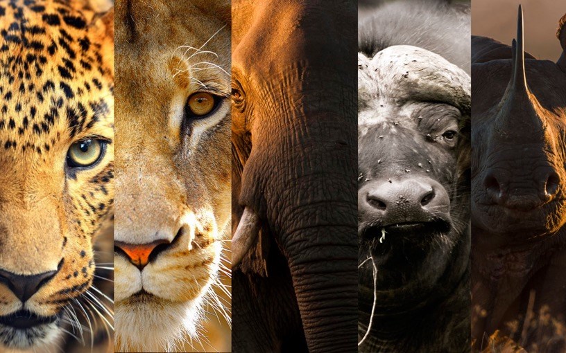 Quel Animal Es-Tu ? 🐼🐹
