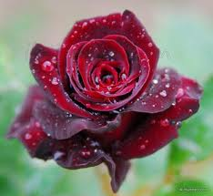 Mawar Merah