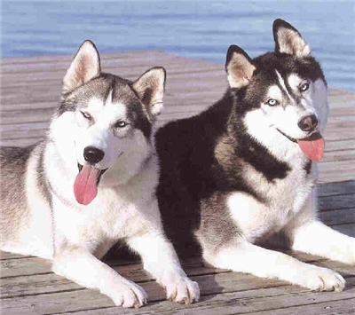 huskyler