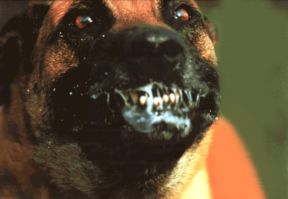 Ataque de Perro Rabioso