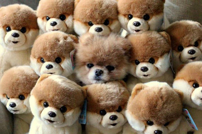 Que Peluhe Se Identifica Co Tigo